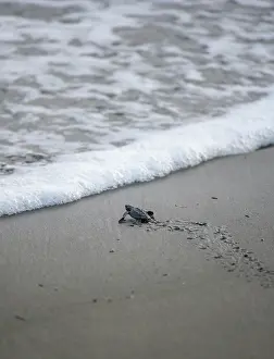 Crawl: Newly hatched olive ridley sea turtle (Lepidochelys