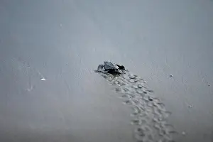 Crawl: Newly hatched olive ridley sea turtle (Lepidochelys