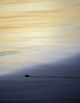 Crawl: Newly hatched olive ridley sea turtle (Lepidochelys