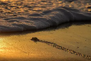 Crawl: Newly hatched olive ridley sea turtle (Lepidochelys