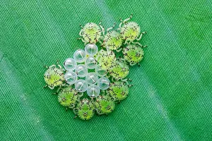 Hatched: Newly hatched Pentatomid bug nymphs (Pentatomidae)