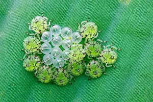 Hatched: Newly hatched Pentatomid bug nymphs (Pentatomidae)