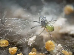 Cobwebs: Newly hatched spiderling with egg cases