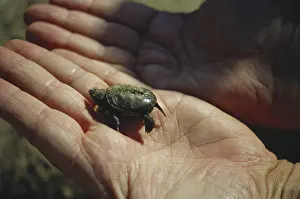 Release: Newly Hatched Turtle
