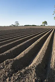 Potato: Newly planted Potato Field - Norfolk UK