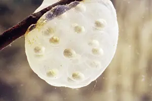 Embryos: Newt Eggs