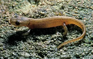 Triturus: Newt - Mediterranean regions