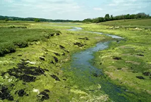 Estuaries: Newtown River estuary - Isle of Wight