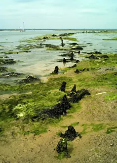 Estuaries: Newtown River estuary, Isle of Wight - This estuary