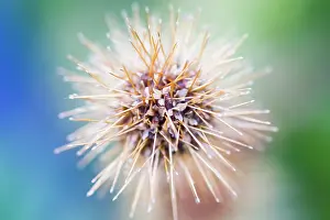 Microphylla: NewZealandburr