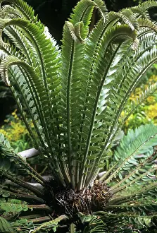 Cycads: NGOYE FOREST - WoodIs cycad