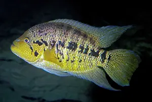 Cichlids: Nicaragua Cichlid - Freshwaters Nicaragua