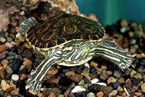 Chelonian: Nicaraguan Slider, Trachemys venustus, Native