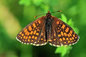 Fritillaries: Nickerl's Fritillary