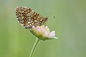Melitaea: Nickerl's Fritillary