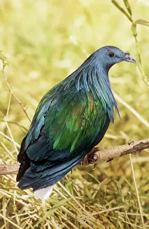 Nicobarica: NICOBAR PIGEON