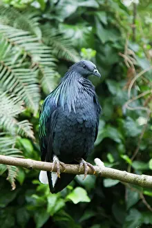 Nicobarica: Nicobar Pigeon
