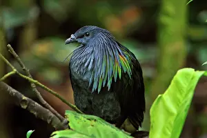 Nicobarica: Nicobar Pigeon