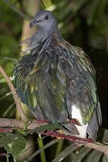 Jurong: Nicobar Pigeon