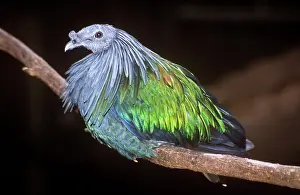 Nicobarica: NICOBAR PIGEON - ON BRANCH