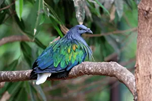 Dove: Nicobar pigeon (Caloenas nicobarica), adult on tree
