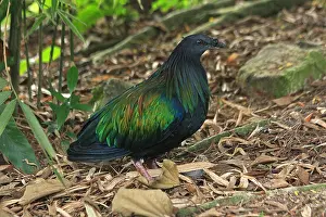 Nicobarica: Nicobar Pigeon Nicobar Pigeon