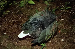 Nicobarica: NICOBAR PIGEON - PREENING