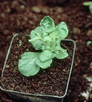 Distorted: Nicotiana virus on Petunia