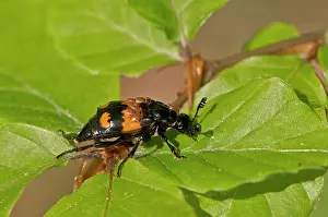 Fredskov: Nicrophorus vespilloides. Allindelille Fredskov