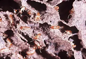 Termite: NIEDERE TERMITES