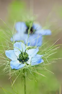 Damascena: Nigella damascena, Love-in-a-mist, Blue, Green, Annual, Summ
