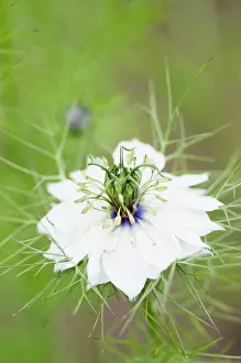 Damascena: Nigella damascena Persian Jewels, Love-in-a-mist, White, G
