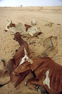 Starvation: Niger Drought