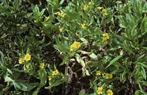 Abyssinica: Niger (Guizotia abyssinica)