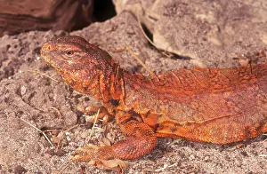 Agamid: Nigerian Uromastyx