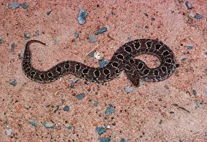 Adders: Night adder