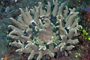 Sting: Night Anemone - Batu Ringgit dive site, Tulamben