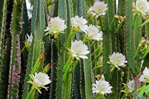 Fazenda: Night Blooming Cactus