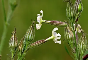Silene: Night-flowering Catchfly