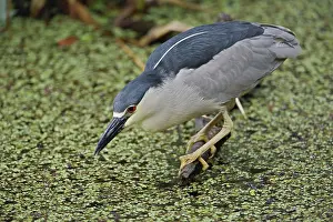 Corkscrew: Night Heron