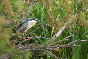 Nycticorax: Night heron (Nycticorax nycticorax) on a branch