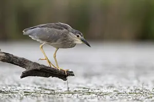 Hunt: Night heron (Nycticorax nycticorax) lurking on a branch