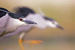 Nycticorax: Two night herons (Nycticorax nycticorax) foraging