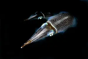 Squid: Night photograph of pair of bigfin reef squid (Sepioteuthis