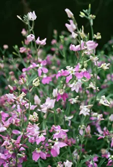 Scented: Night-scented STOCK