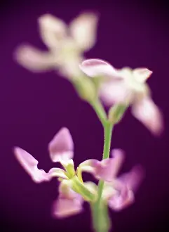 Scented: Night-scented Stock