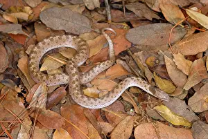 Torquata: Night Snake