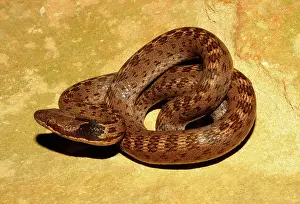 Torquata: Night Snake