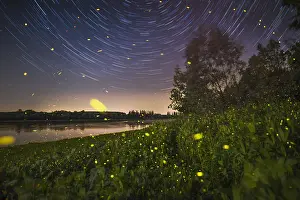 Fireflies: Night among star and fireflies, side of the Po river