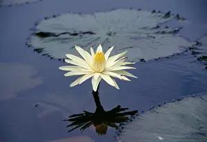 Pads: NIGHT WATERLILY